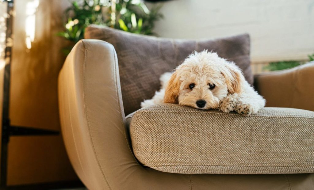 Hund pinkelt auf Sofa
