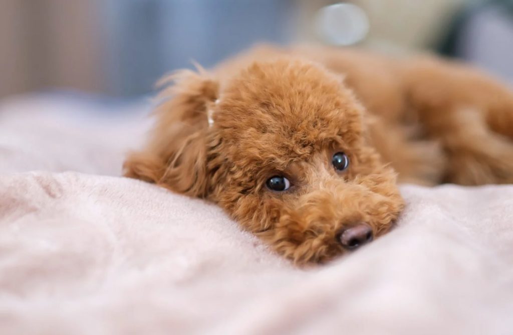 Hund Augen Tod, Allergiker