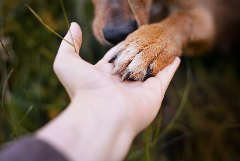 Pfoten kalt, Walnuss, Walnüsse, Einschläfern