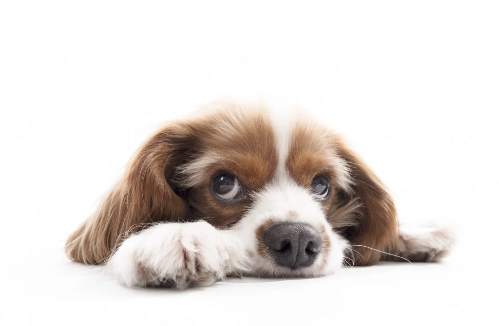 hund fiept ohne Futter, zittert