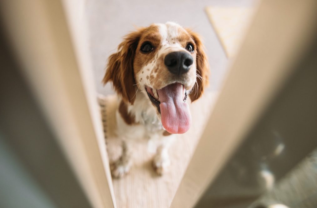 Besucher knurrt, Hund Alleine, Pension