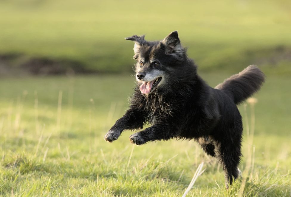 Alter Hund senior, Hundejahre