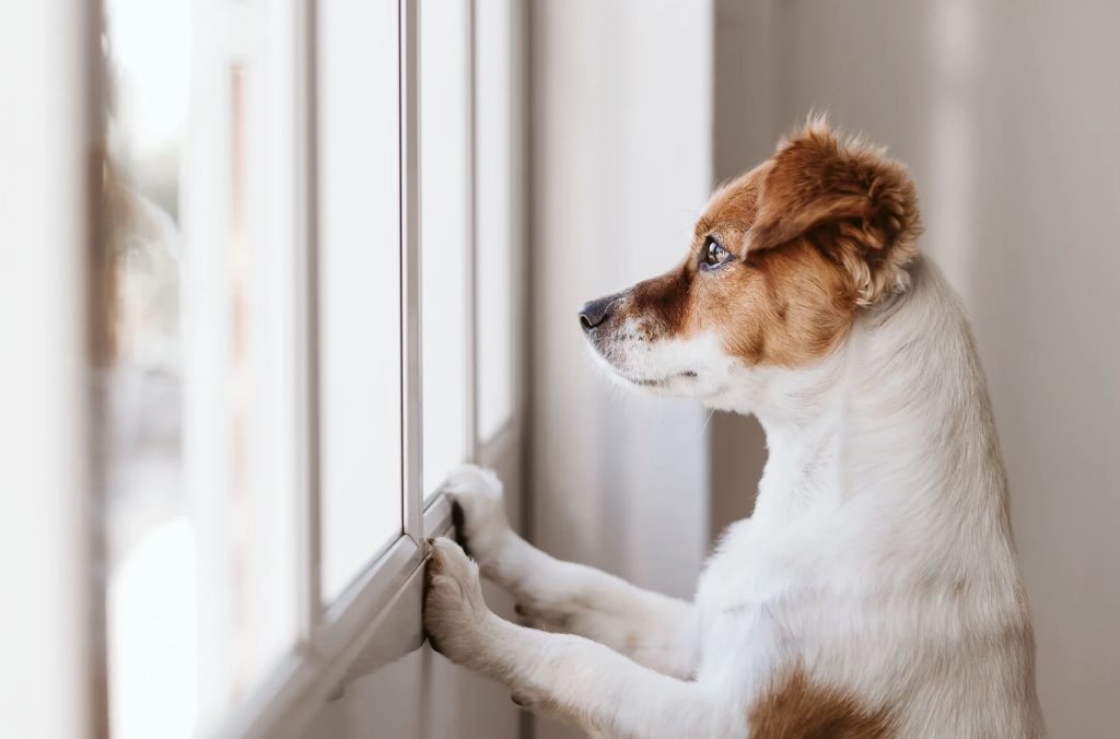 Hund alleine, Hundepension