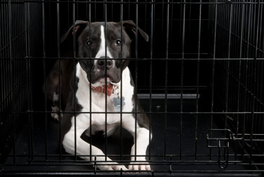 Hundebox fürs Auto Reinigung