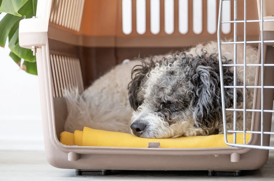 Hundebox
