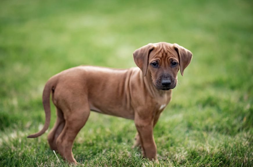 Rhodesian Ridgeback