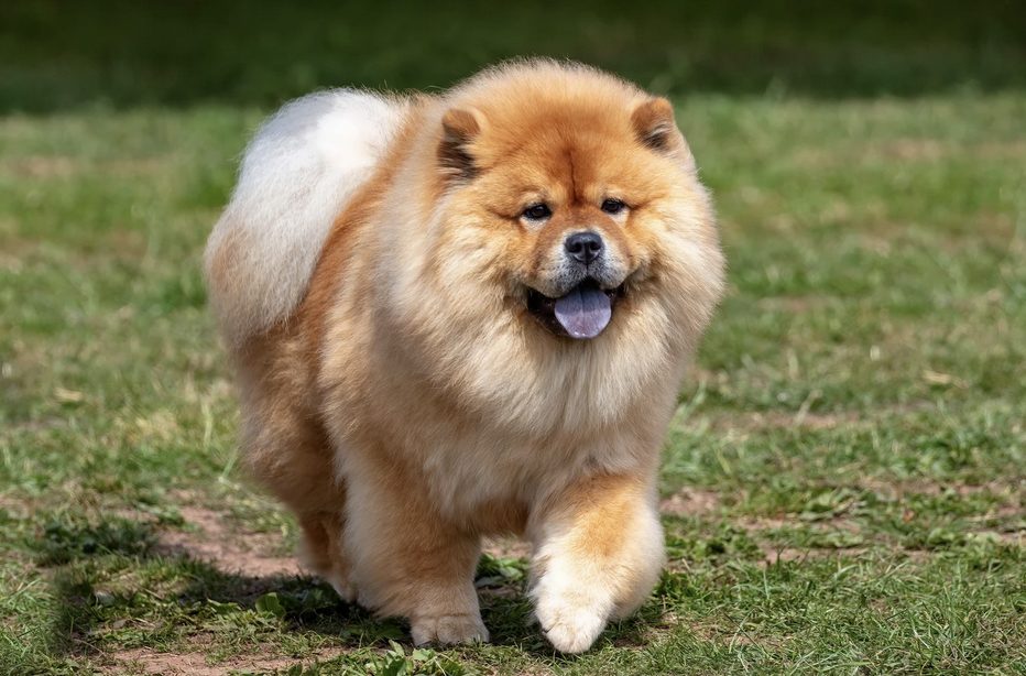 Chow Chow
