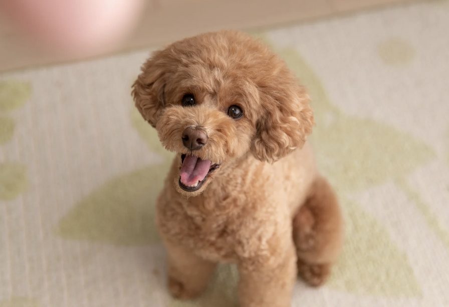 Pudel, Erdnüsse, Erdnuss