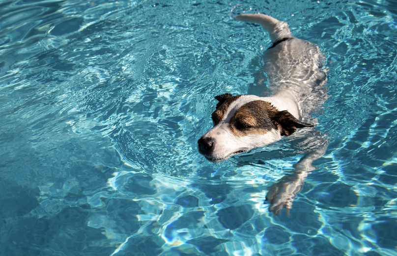 urlaub am meer mit hund
