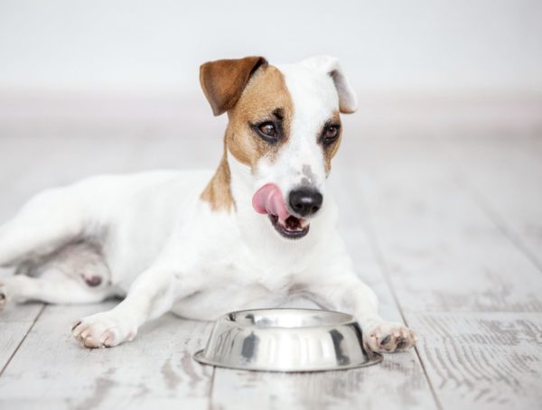 hund essen, Paprika