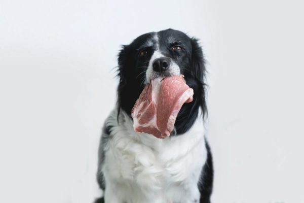 Hund barfen